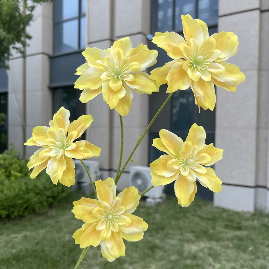 5头海棠花-黄色.JPG