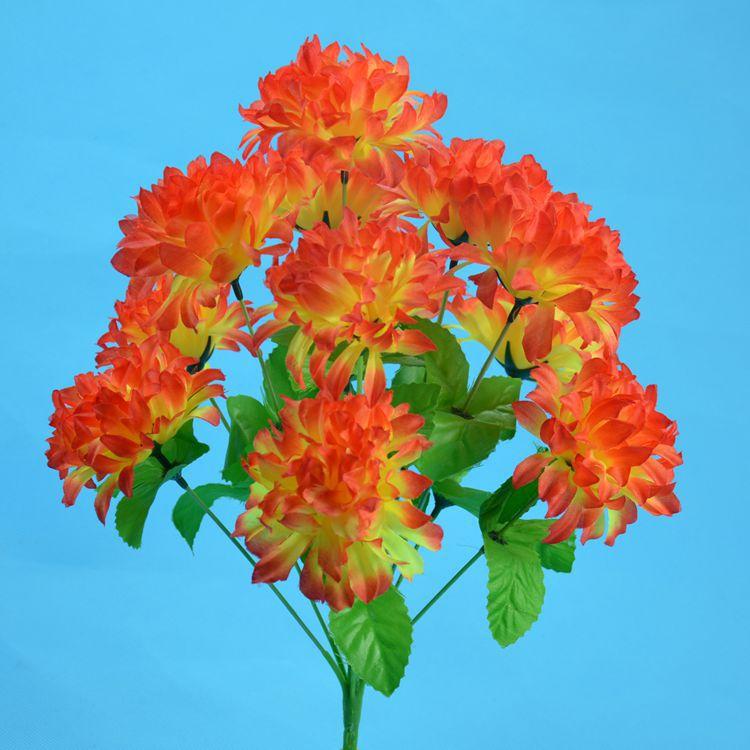 12头爪菊15.jpg