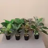 Hojas artificiales de Monstera y Alocasia para paisajismo de jardines, arreglos de plantas verdes para hoteles, centros comerciales y decoración del hogar, plantas en maceta