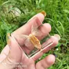 Animales Pequeños Insectos Reales Resina Bichos Reales Escarabajo Dorado Escorpión Araña Cigarra Escarabajo Especímenes Marinos Caja de Regalo