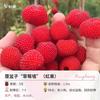 Dropshipping Hongyue Mudas de Framboesa Mudas de Framboesa Árvores Frutíferas em Vasos Varanda Norte e Sul Plantio Perene Resistente