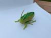 Escarabajo de Combate Simulado de Liquidación Transfronteriza Modelo de Insecto Unicornio Juguete Educativo para Niños Gateo Simulado