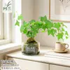 Musgo de Hera Nevado Bola de Musgo Hidropônica Planta Verde Folhagem Planta de Folha Verde Trepadeira Planta Verde em Vaso