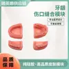 Modelo de Práctica de Sutura Dental Directo de Fábrica Suministros para Estudiantes de Medicina Aguja de Coser Módulo Bucal Simulación de Entrenamiento Quirúrgico