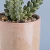 Maceta de cerámica con suculentas artificiales para decoración de jardín, personalizada, para oficina, sala de estar y escritorio, venta al por mayor de fábrica
