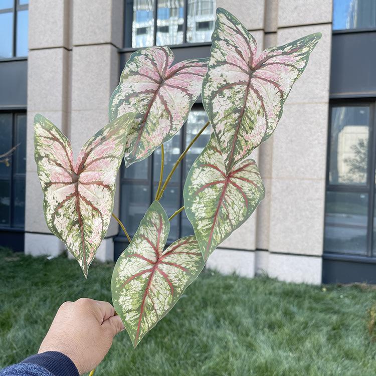 5叉彩色芋叶-3色系 红纹心白间绿.JPG