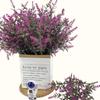 Ponto cruz fronteiriça Amazon flor artificial simulação plástico flor falsa Espiga de Cão trigo grama exterior lavanda decoração de engenharia