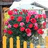 Plántulas de Rosas en Forma de Árbol, Rosales de Tallo Alto, Plantas de Rosas Altas, Plantas en Maceta de Floración de Cuatro Estaciones, Flores y Plantas Verdes de Interior de Fácil Cuidado