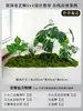 Musgo para Paisajismo de Plantas Verdes Plantas Artificiales Decoración Flores Artificiales Combinación Tropical para Interiores Paisaje de Ventana Persa Arreglo de Césped