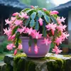 Planta em vaso de orquídea garra de caranguejo multicolorida com botões, haste madura requintada de pétalas duplas, uma planta verde florida que floresce o ano todo e é fácil de cuidar em ambientes internos