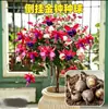 Bulbos de campanilla de colores mixtos para colgar, plantas en maceta de flor de linterna, plantas verdes de interior para balcones, florecen todo el año con capullos de flores continuos