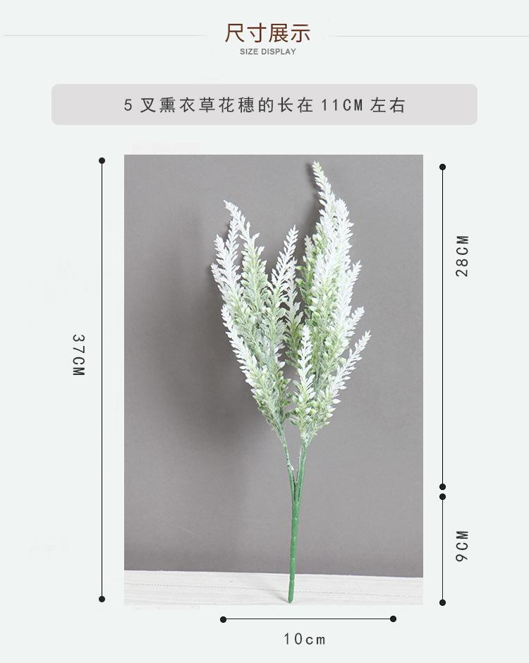 5叉熏衣草