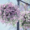 Semillas de Petunia Colgante Importadas, Plantas de Maceta de Petunia Colgante Fáciles de Cultivar, Semillas de Flores para Todas las Estaciones, Tasa de Germinación 80%