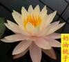 Rizoma Bloque de Raíz de Lirio Acuático Hidropónico Flor de Cuatro Estaciones Estanque de Agua de Estanque Acuático Loto Loto con Capullos Planta Perenne