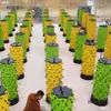 Cultivo em Estufa Aeroponia Cultivo Sem Solo Torre Vertical Cultivo por Névoa Frutas e Vegetais Sistema Instalações Modelo Cultivo Metabo