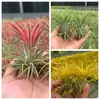 Venda Direta da Fábrica Orquídea do Ar Planta Aérea Planta Sem Solo Vermelho Amarelo Verde Elfo Barba de Velho Medusa Atacado