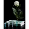 Trece Materiales Florales Tubo Retenedor de Agua para Flores Frescas Almacenamiento de Agua Tubo para Arreglos Florales Suministros para Flores Frescas Tubo Yanglan para Ramo Materiales de Empaque