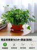 Dropshipping Hera em Vaso Trepadeira Planta Aranha Planta Pendurada Varanda de Inverno Interior Perene Absorvente Formaldeído Durante Todo o Ano