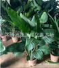 Interior de Sala de Estar com Expositores, Aves-do-Paraíso em Vasos Verdes, Plantas e Florais, Strelitzia Reginae