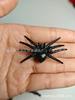 Accesorios de Decoración de Halloween Araña Lápida Fantasma Muerte Cráneo Gato Negro Murciélago Transfronterizo Juguetes de Truco