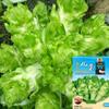 Fabricante Fonte Atacado Semente de Alface Outono e Inverno Saco Colorido Barraca de Sementes Originais Semente de Couve Chinesa Semente Muda Semente de Hortaliça