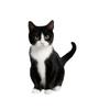 Cross-border novo creme gato acrílico pingente de espelho retrovisor do carro pingente bonito preto e branco gatinho jóias