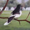 Nido de Pájaro Tejido a Mano Casa de Pájaro Jaula para Pájaros Suministros para Pájaros Pequeños Decoración de Paisajismo de Jardín Exterior Ingeniería de Villas Otro