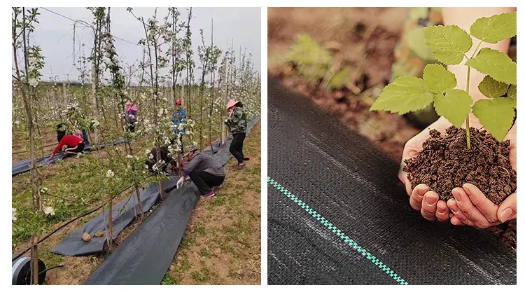 防草布_20.jpg