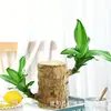Madeira brasileira em brotação, planta da sorte cultivada na água, pode florir, pequena árvore Groot, planta verde hidropônica de mesa interna em vaso