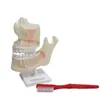 Modelo Dental Infantil 39052 Modelo Bucal Modelo de Dientes Cuidado de la Salud Dental Medicina Escuela Primaria Ciencia Biología