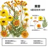 Marcapáginas de flores secas especímenes colección de primavera en botella de película plástica materiales hechos a mano para manualidades estudiantes de primaria flores transparentes