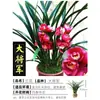Plántulas de Orquídeas, Plantas de Phalaenopsis en Maceta, Clivias Florales y Plantas Verdes Fáciles de Cultivar, Florecen en Todas las Estaciones, Boutique para Sala de Estar Balcón con Aroma Fuerte