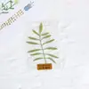 Planta Especimen Sellada Plásticamente Especimen de Planta Herramienta de Enseñanza para Niños de Jardín de Infancia Marcador de Flor Seca Tarjeta con Relieve de Hoja Real