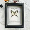 Porta-Retrato com Foto de Espécime de Borboleta Real Móveis Acabados Estéreo Artesanais Enfeites para Parede Presentes Especiais de Aniversário