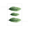 Hojas de Planta Verde Escandinavo Pequeño Fresco Moderno Decoración de Sala de Estar Pintura Lienzo Impresión Inkjet Pintura Sin Marco Corazón