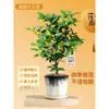 Plántulas de Osmanthus Florales en Maceta Todo el Año Osmanthus Agosto Osmanthus de Interior Fácil de Cultivar Comestible Balcón Patio Plantas Muy Aromáticas