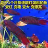 Pez Betta Chino Pez de Agua Fría Cola de Forca Común Fácil de Criar Pez Ornamental Cola de Forca Azul Fuego Australiano No Necesita Cambiar el Agua Alevín de Pez Betta Chino Cola de Forca Común Gigante