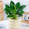 Cesta de Rábano Verde en Maceta Diamante Dorado Planta de Interior Florales Plantas Verdes Hidropónicas Sala de Estar Fácil de Cultivar Suculenta Casa Nueva Absorbe y Elimina Formaldehído