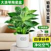 Planta en Maceta Platino Diamante Verde Princesa Pothos de Hoja Grande Flor Planta Hidropónica de Interior Suculenta Oficina Fácil de Mantener y Absorber Formaldehído