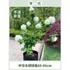 Plántulas de Hortensia de Madera China Cubo de Plantación para Exteriores Bola de Arpillera Semillas de Flores Patio Casa Montón Viejo de Madera Plantas en Maceta
