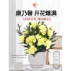 Plantas de Clavel en Maceta con Capullos, Plantas de Flores de Interior, Plantas Verdes de Escritorio y Sala de Estar Que Florecen Bien en Todas las Estaciones para Soportar Plántulas de Flores Resistentes al Frío