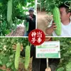 Semillas de Melón Amargo Verde Esmeralda Tierra de Cultivo Huerto Base Fácil de Cultivar Piel de Melón Verde Brillante Pulpa Gruesa Semillas de Melón Amargo