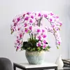 Planta de Phalaenopsis en Maceta con Vara Floral y Capullo Floral Flor Otoño e Invierno Orquídea para Sala de Estar Plántula Grande Planta de Interior Fácil de Mantener en Todas las Estaciones