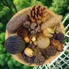 Jardín de infantes hecho a mano piña natural bellota mil patrones material de fruta decoración flores secas Navidad DIY fruta