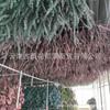 Venta Caliente de Amazon 17 Pies Ramas de Eucalipto Seco Planta para Ducha Lavanda Moneda de Cobre Eucalipto Flores Secas Hojas de Eucalipto Inmortales