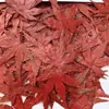 Hoja de Arce Rojo Flor Seca Espécimen de Planta en Relieve Enseñanza Pegamento Funda para Teléfono Móvil Marcapáginas Hecho a Mano para Niños Marco de Fotos Calcomanía en Relieve
