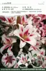 Bulbos de Lírio de Outono de Floração Dupla, Mudas de Flores de Floração Simples, Lírios Perfumados Comprados Diretamente da Holanda, Canhão de Ferro, Plantas de Vaso para Iniciantes do Pátio Karie