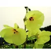 180 Variedades de Sementes de Flores Não Repetitivas, Fáceis de Cultivar em Todas as Estações, Podem Afastar Mosquitos, Adequadas para Varandas Internas e Externas, Distribuição Transfronteiriça
