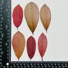 Flor seca de Fotínia de folhas vermelhas folhas reais em relevo material DIY feito à mão flor vela aromaterapia pintura decorativa espécime de planta