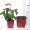 Maceta de Dos Colores Maceta para Plántulas Maceta para Plantas Suculentas Maceta Nutritiva Grande Maceta para Plántulas Maceta de Plástico Desechable Engrosada Maceta Simple para Flores